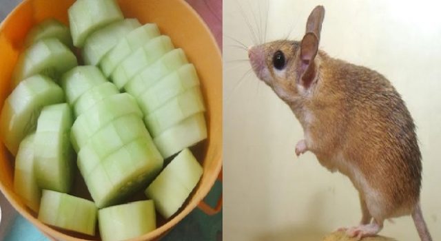 Belum Banyak Yang Tahu, Ternyata Kamu Cuma Perlu Irisan Timun Untuk Usir Ratusan Tikus Yang Bersarang di Rumah!