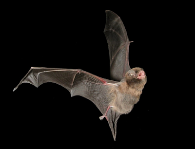 Bat-Only flying mammal