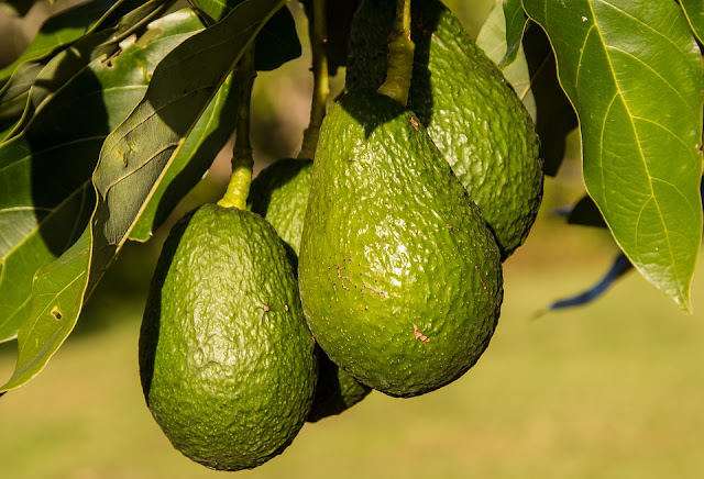 three avocados on a branch with leaves