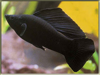 Black Molly Fish Pictures