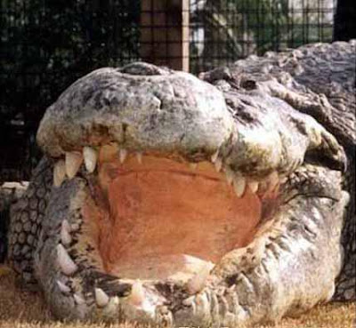 Largest crocodile