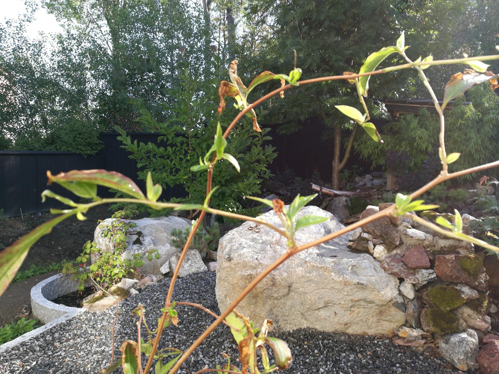 Lindholm Garden Jag Provar Igen Med Japansk Skenkamelia