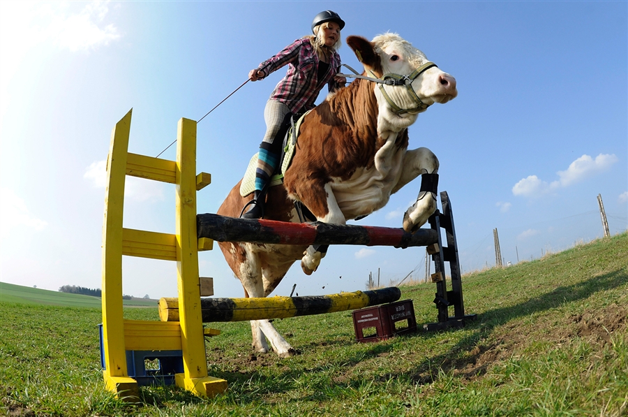 Crystal Cattle: The cow that jumped over the fence