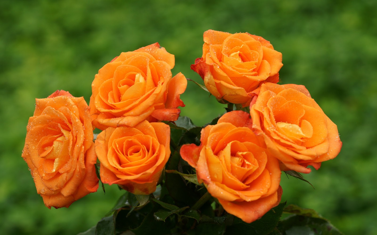 Beautiful Roses HD Desktop Wallpapers in 1080p ~ Super HD ...