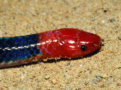 Beautiful, cute blue , red snake, snake is  running, wallpapers, pitchers, images 