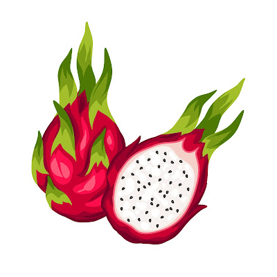 Pencil Sketch and Free Cartoon Images of Dragon Fruit