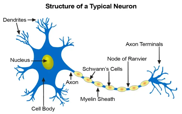 Nervous tissue – Definition, Structure, Location, Characteristics, Types, Function