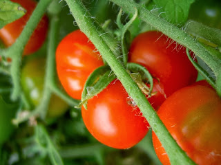 Growing tomato plants during the summer season