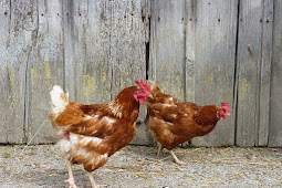How to reduce risk of Salmonella with backyard flocks