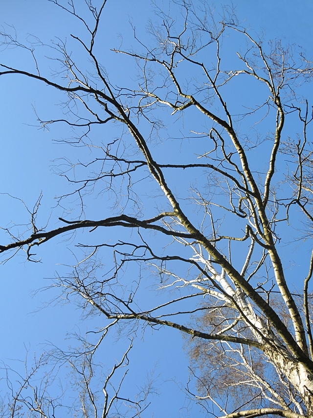 In het park: mossen en grassen en bomen en zonnestralen op de bremweide