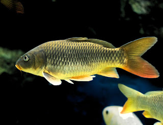 Ikan mas (Cyprinus carpio)