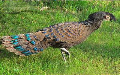 malaysian peacock allfreshwallpaper