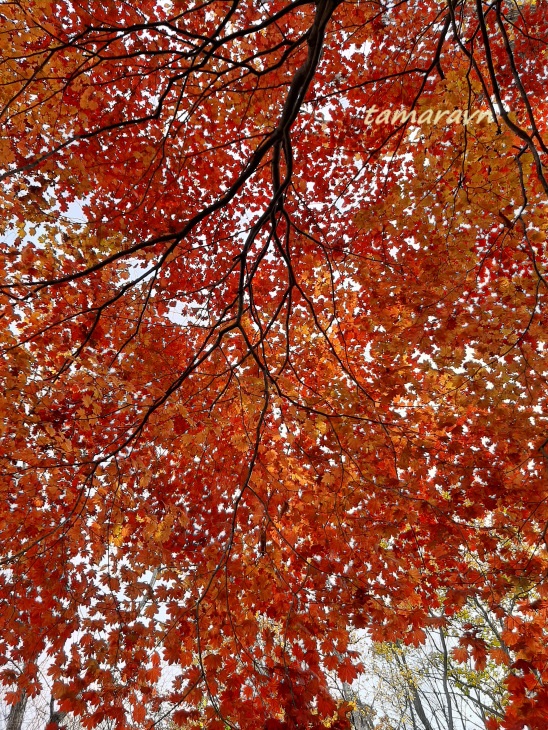 Клён ложнозибольдов (Acer pseudosieboldianum)