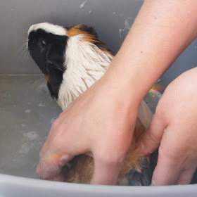 Guinea Pig Bathtime