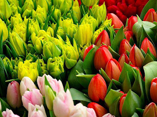 Tulipanes en capullos de colores