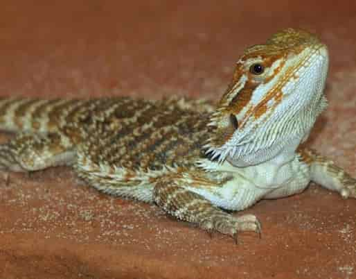 Bearded Dragon as pet