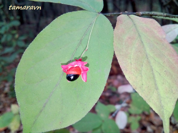 Бересклет малоцветковый (Euonymus pauciflorus)
