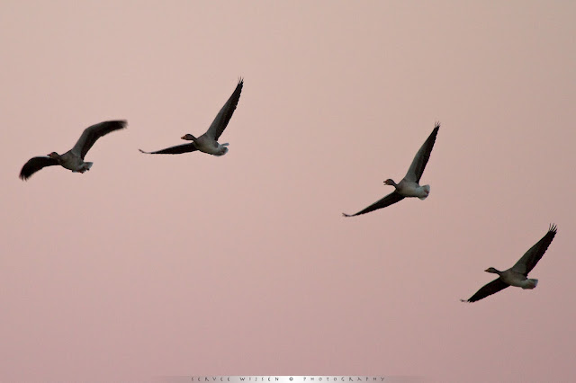 Grauwe Ganzen bij ochtendlicht - Greylag Geese @ dawn [Anser anser]