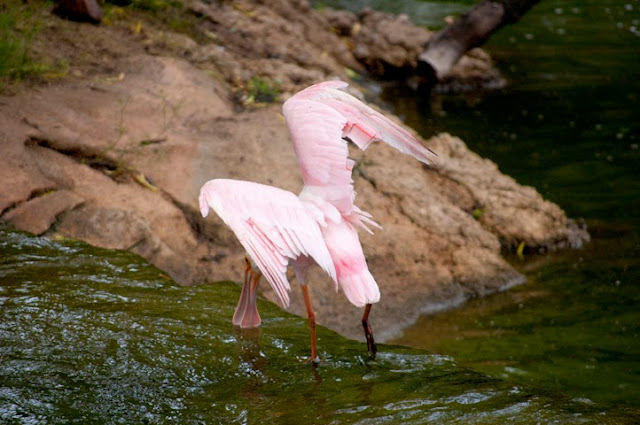 Click to see bird at Caldwell Zoo