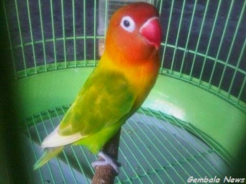 Burung Lovebird Pastel Ijo  hijau Gembala News