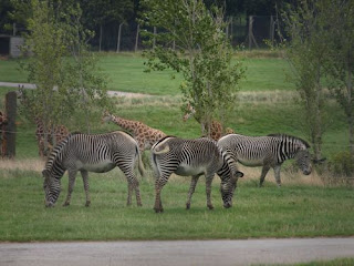 zebra