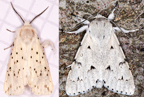 White Ermine, Spilosoma lubricipeda, and The Miller,  Acronicta lepirona.  Hayes,  June 2014.