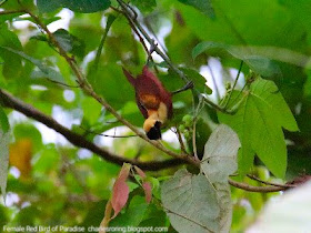 Red Bird of Paradise (Paradisaea rubra) was eating fruits in a tree