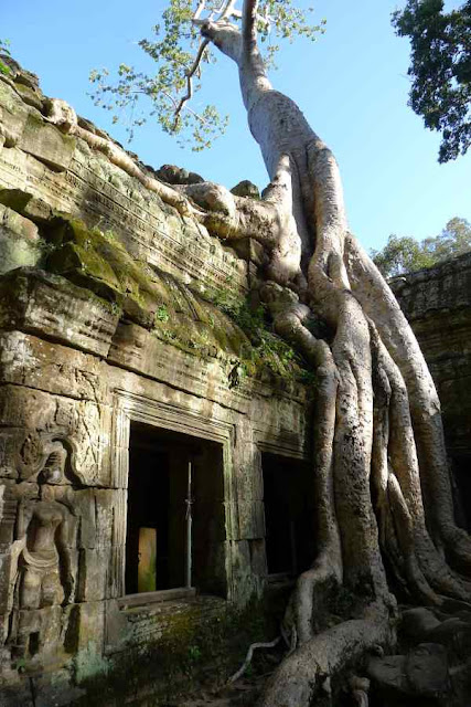 Ta Prohm, Siem Reap, Cambodia