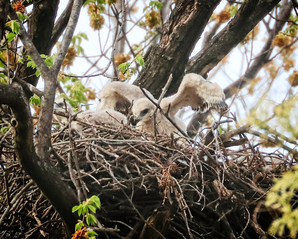 Tompkins Square red-tailed hawk nestling stretching its wings..