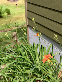 first daylily blooms of the year