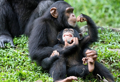 CHIMPANZEE TREKKING IN BUDONGO FOREST