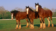FREE HD HIGH DEFINITION HORSE DESKTOP WALLPAPERS FOR WINDOWS 7 FREE DOWNLOAD . (amazing animals )