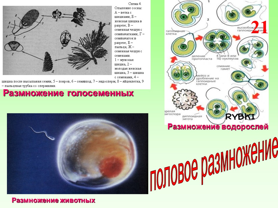 Размножение и развитие человека 8 класс