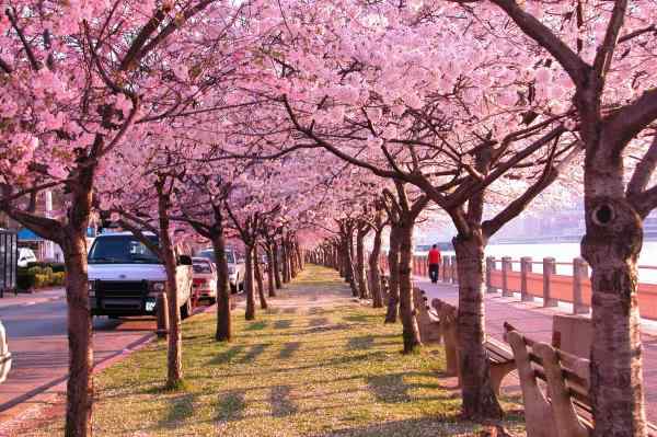 Cherry Blossom DC