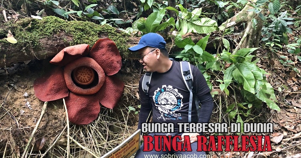  Bunga  Terbesar  Di  Dunia  Rafflesia www sobriyaacob com