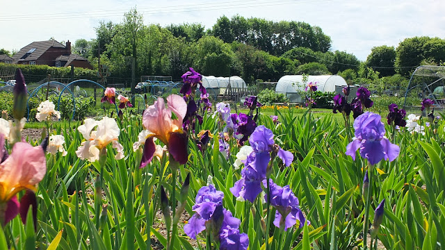 Ivan's Bearded Iris