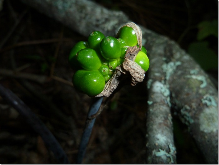 P1140035
