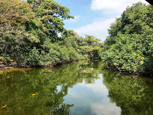 Pantanal Carioca - o paraíso escondido na Barra da Tijuca