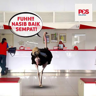 Ostrich Berlari di Federal Highway Semalam, burung unta di lebuhraya persekutuan