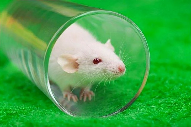 El ayuno hace que los ratones vivan más tiempo de lo normal