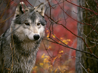 Desktop Wallpaper S  Animals  The Lookout, Gray Wolf