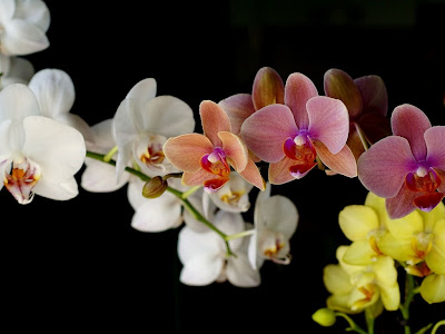 plantas-de-orquideas-de-diferentes-colores