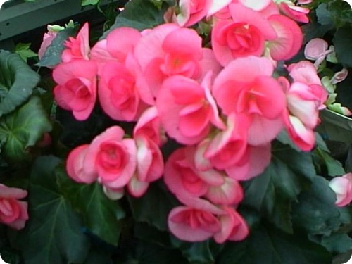 begonia