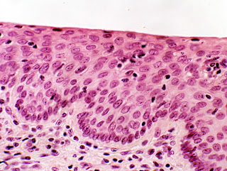 histologi veteriner i: i. jaringan epitel