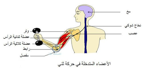 الجهاز العصبي والتشنج