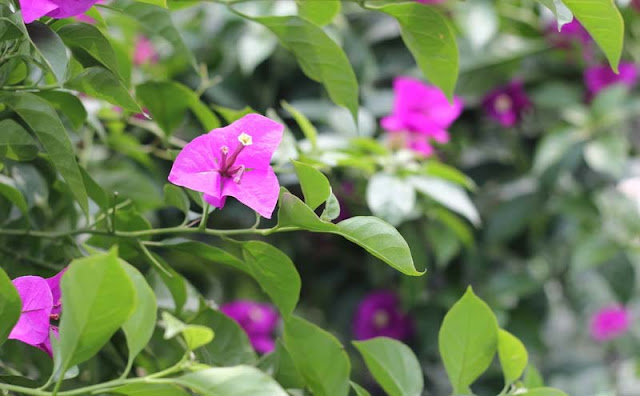 Bougainvillea Flowers Pictures