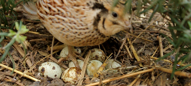 Coturnix quail and nest - organic quail