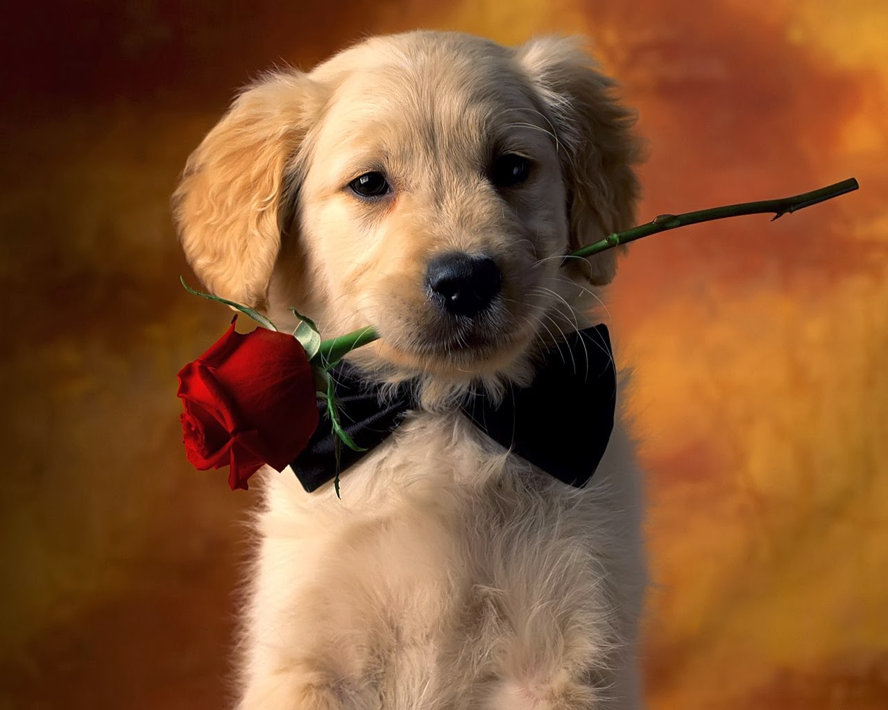 Gambar Gambar Kartun Romantis Bergerak Terbaru Lucu Anjing Di