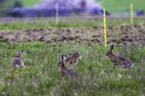 Brown hare