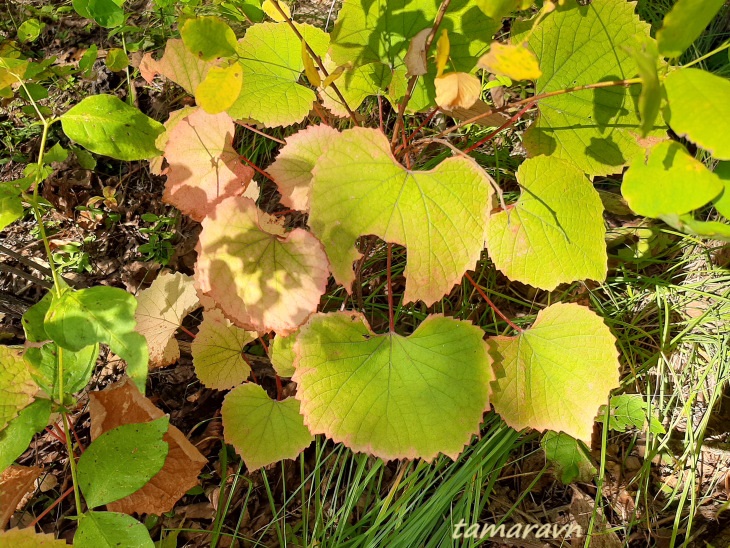 Виноград амурский (Vitis amurensis)